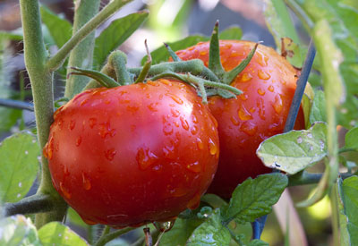 organic-tomato-crop.jpg