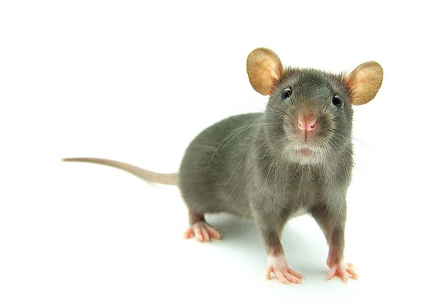 rats-640x440-1.jpg